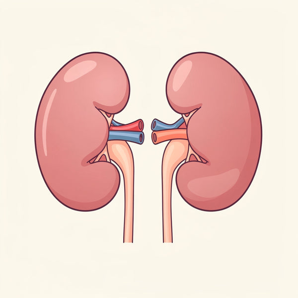 Kidneys myth